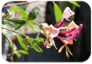 Bachblüten für Tiere Beratung Bachblüten Tiere