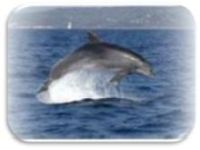 Botschaften Delfin tierkommunikation-delfin