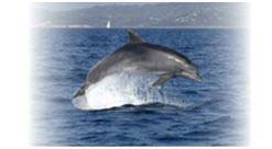 tierkommunikation-delfin
