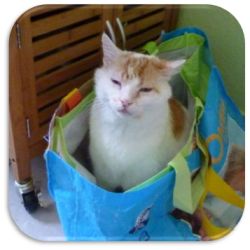 Fragen der Kunden bezüglich Tierkommunikation Tierkommunikation Paul in der Tasche