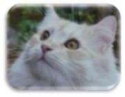 Gismo von Moni