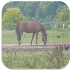 Tierkommunikation-Pferd