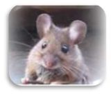 Botschaften der Maus tierkommunikation-maus