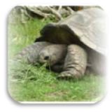 Botschaften der Schildkröte tierkommunikation-schildi