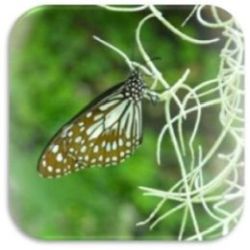 tierkommunikation-Schmetterling