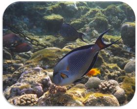 Tierkommunikation Seminar für Fortgeschrittene Tierkommunikation Seminare TK3 Fischlis